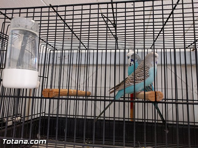 Exposicin ornitolgica 