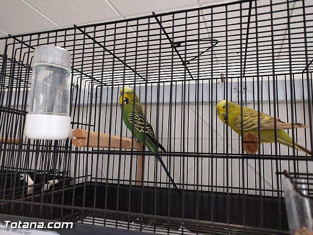 Exposicin ornitolgica 