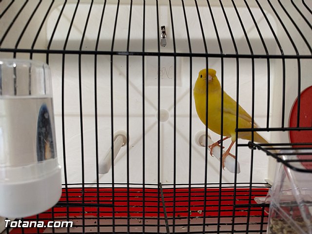 Exposicin ornitolgica 