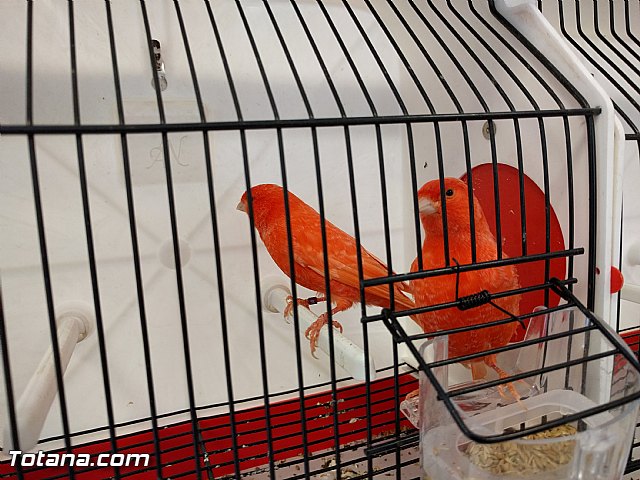 Exposicin ornitolgica 