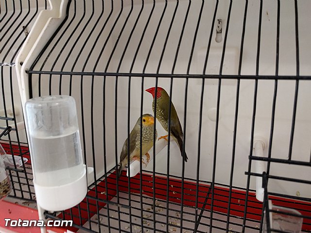 Exposicin ornitolgica 