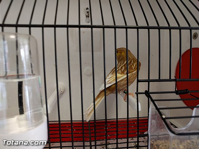 Exposicin ornitolgica 