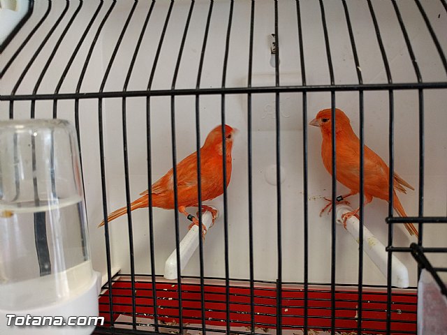 Exposicin ornitolgica 