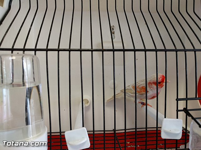 Exposicin ornitolgica 