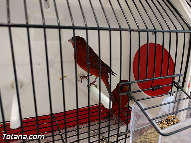 Exposicin ornitolgica 