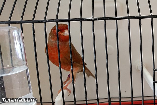 Exposicin ornitolgica 