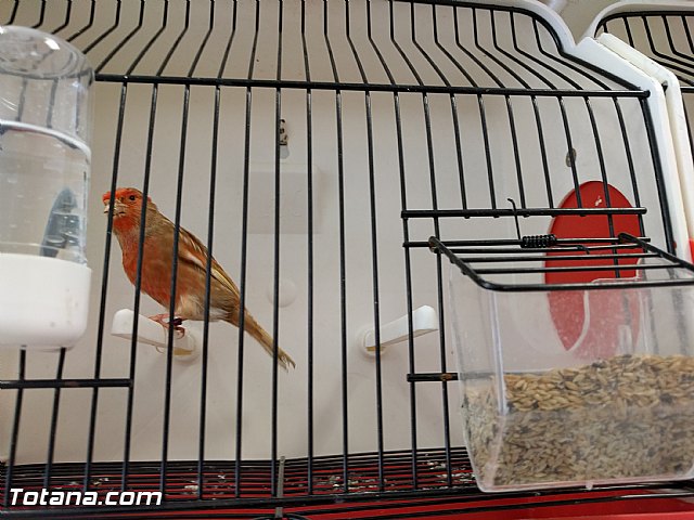 Exposicin ornitolgica 