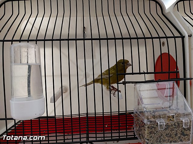 Exposicin ornitolgica 