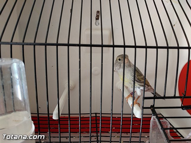 Exposicin ornitolgica 