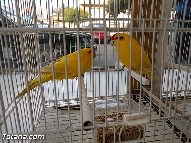 Exposicin ornitolgica 