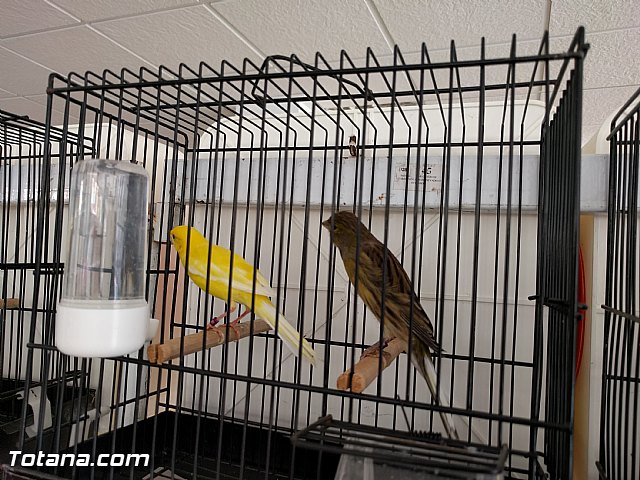 Exposicin ornitolgica 