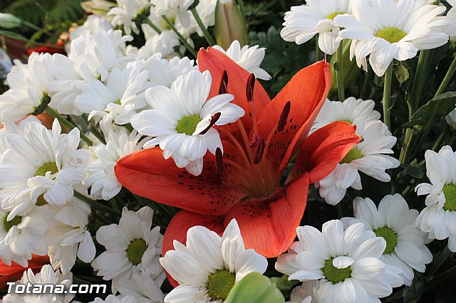 Fiestas de Mort, Lentiscosa y la Calzona en honor a la Virgen de la Paloma 2012 - 41