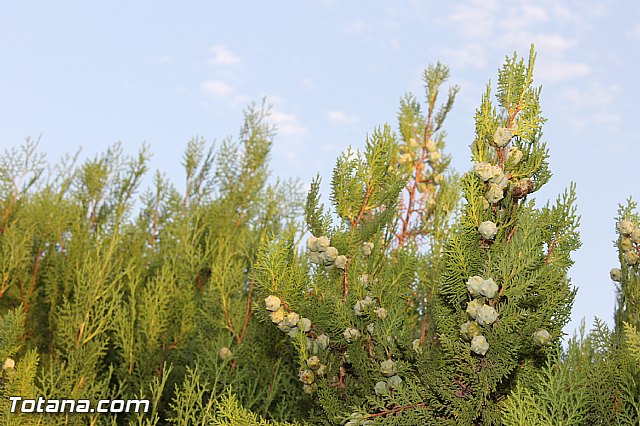 Fiestas de Mort, Lentiscosa y la Calzona en honor a la Virgen de la Paloma 2012 - 84
