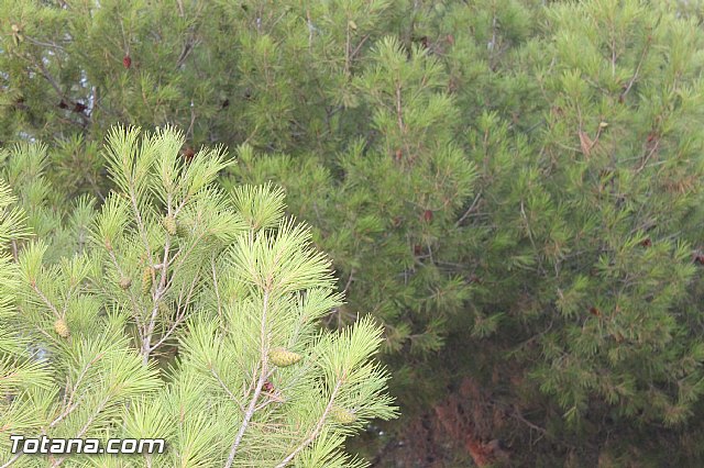 Fiestas de Mort, Lentiscosa y la Calzona en honor a la Virgen de la Paloma 2012 - 134
