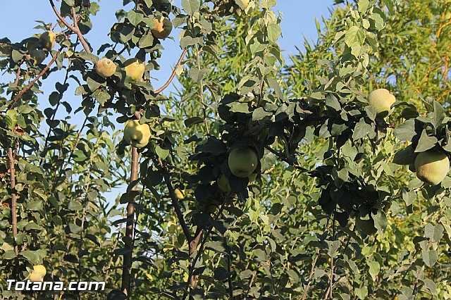Procesin Virgen de la Paloma 2013 - 8