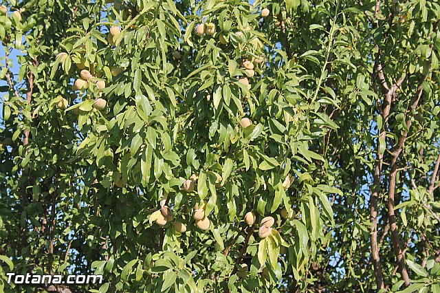 Procesin Virgen de la Paloma 2013 - 9