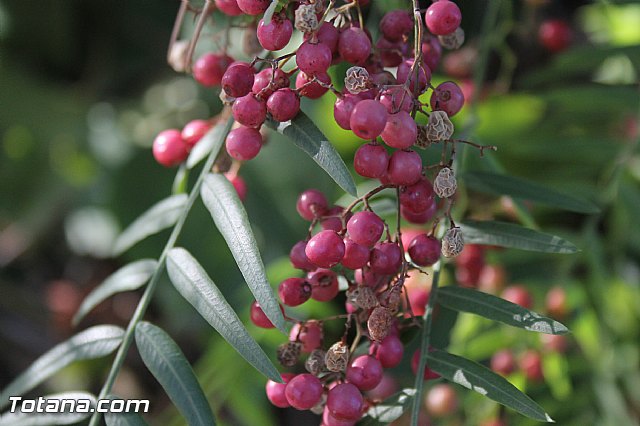 Procesin Virgen de la Paloma 2013 - 10