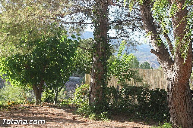 Procesin Virgen de la Paloma 2013 - 11