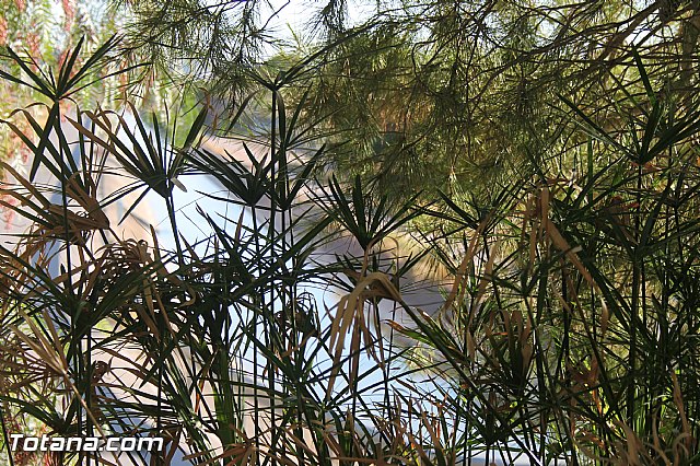 Procesin Virgen de la Paloma 2013 - 13