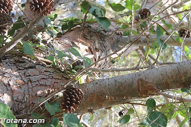 Procesin Virgen de la Paloma 2013 - 14