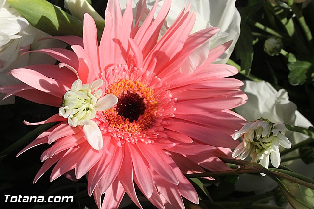 Procesin Virgen de la Paloma 2013 - 17