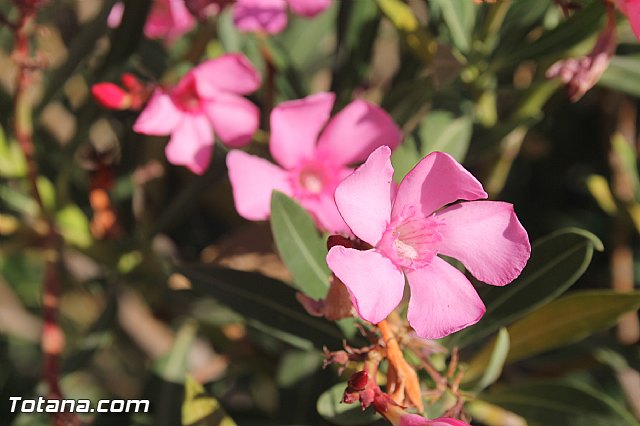 Procesin Virgen de la Paloma 2013 - 61