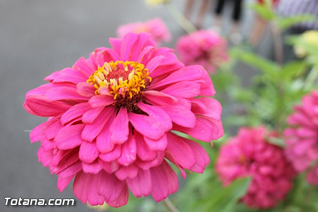 Procesin Virgen de la Paloma 2013 - 131