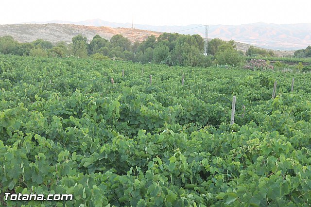 Procesin Virgen de la Paloma 2013 - 137