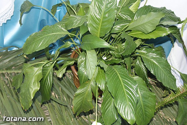 Procesin Virgen de la Paloma 2013 - 170