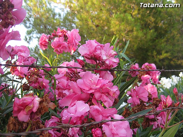 Misa de campaa y Procesin Fiestas de la Paloma 2014 - 45