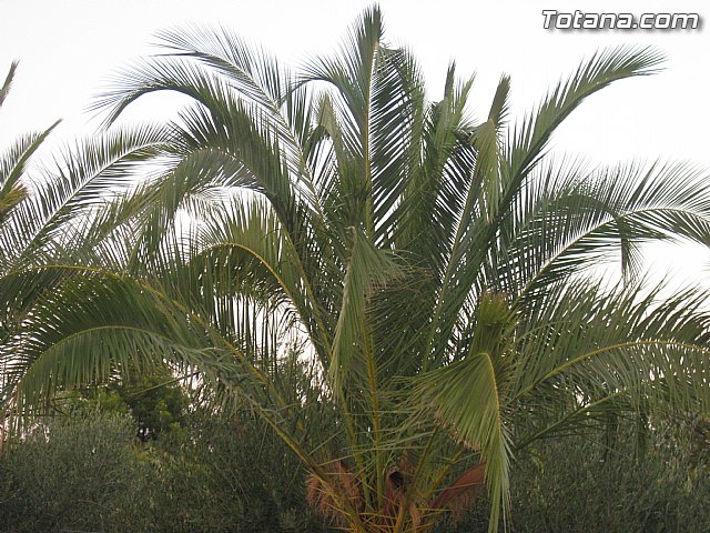 Misa de campaa y Procesin Fiestas de la Paloma 2014 - 133