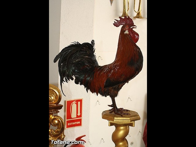 II Va de la Pasin Totanera - 42