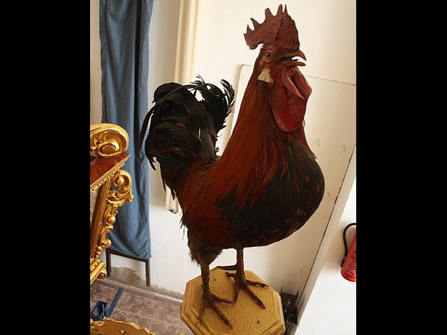 II Va de la Pasin Totanera - 51