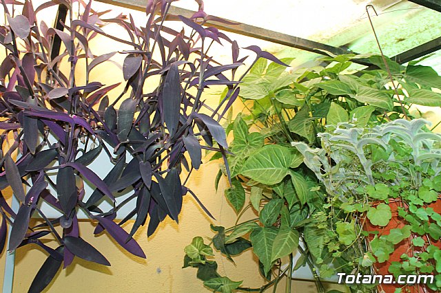 Visita a patios - Asociacin Sociocultural de la Mujer - Mayo 2017 - 21