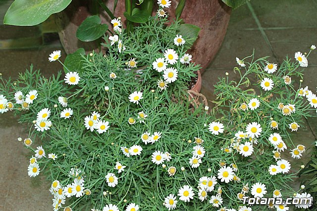 Visita a patios - Asociacin Sociocultural de la Mujer - Mayo 2017 - 27