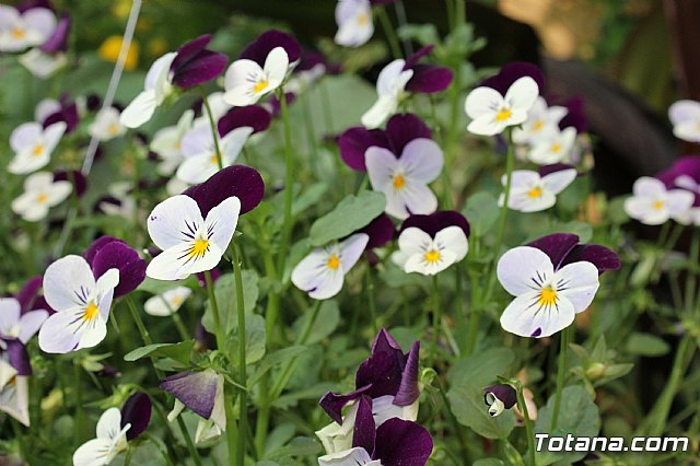 Visita a patios - Asociacin Sociocultural de la Mujer - Mayo 2017 - 28