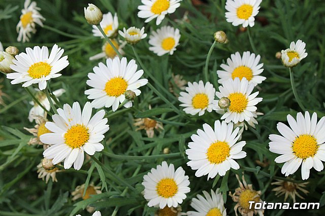 Visita a patios - Asociacin Sociocultural de la Mujer - Mayo 2017 - 29