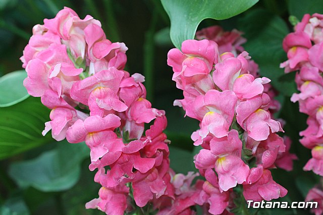 Visita a patios - Asociacin Sociocultural de la Mujer - Mayo 2017 - 30