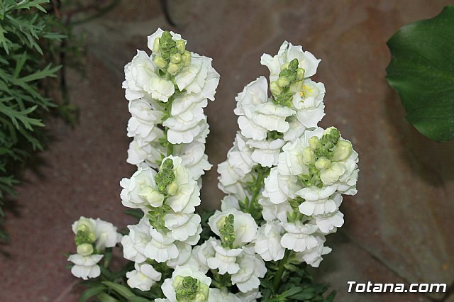 Visita a patios - Asociacin Sociocultural de la Mujer - Mayo 2017 - 32