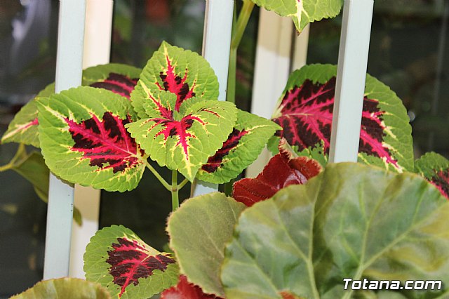 Visita a patios - Asociacin Sociocultural de la Mujer - Mayo 2017 - 38