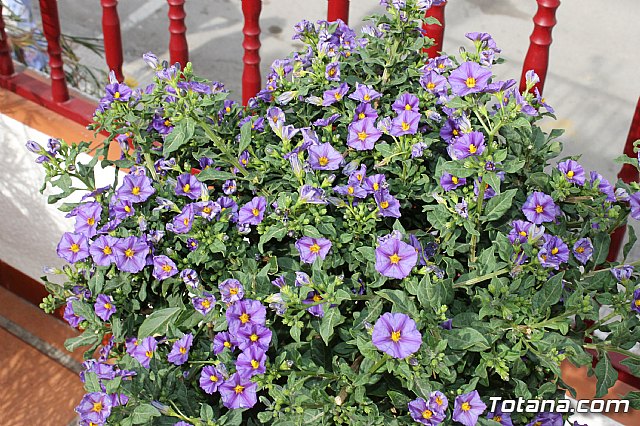 Visita a patios - Asociacin Sociocultural de la Mujer - Mayo 2017 - 45
