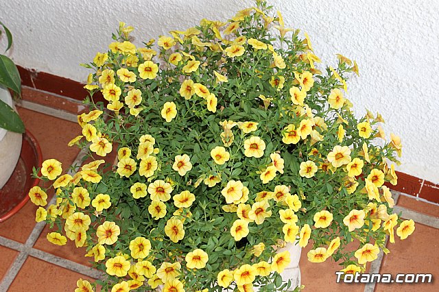 Visita a patios - Asociacin Sociocultural de la Mujer - Mayo 2017 - 50