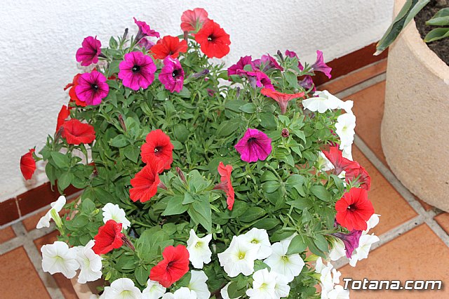 Visita a patios - Asociacin Sociocultural de la Mujer - Mayo 2017 - 51