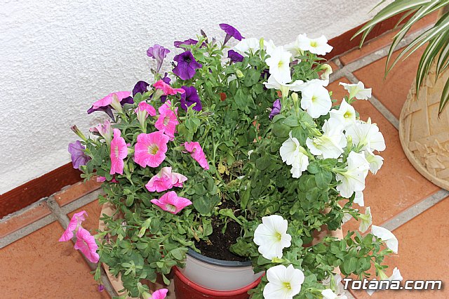 Visita a patios - Asociacin Sociocultural de la Mujer - Mayo 2017 - 52