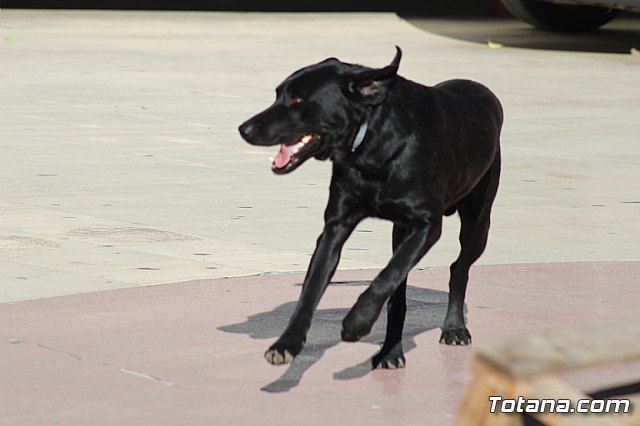 I Exhibicin Canina de Perros Detectores  - 36