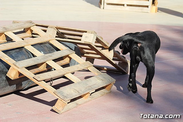 I Exhibicin Canina de Perros Detectores  - 37