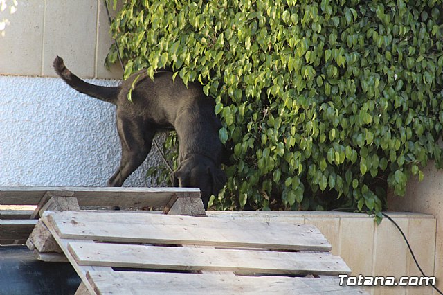 I Exhibicin Canina de Perros Detectores  - 38