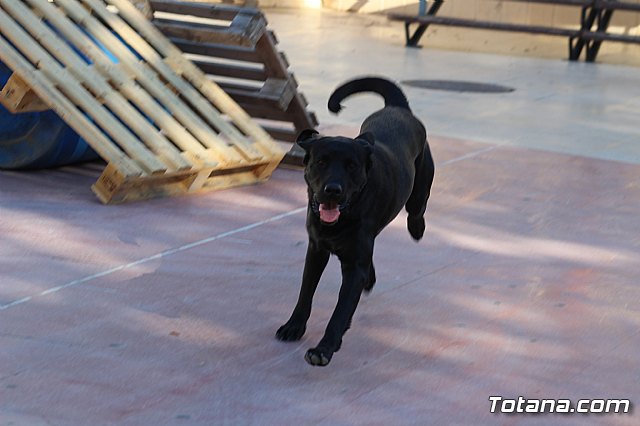 I Exhibicin Canina de Perros Detectores  - 39