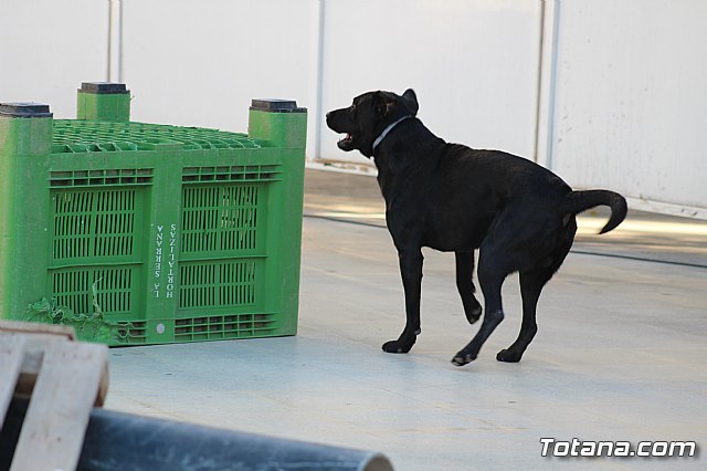 I Exhibicin Canina de Perros Detectores  - 41