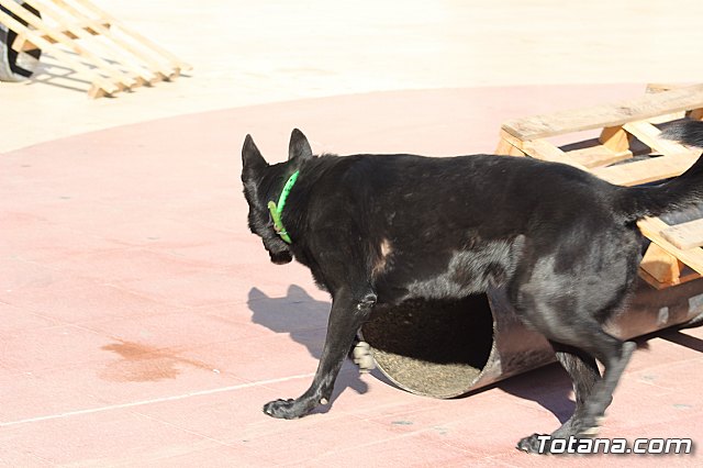 I Exhibicin Canina de Perros Detectores  - 52